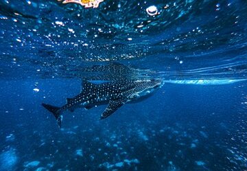 The Fish So Large, It Was Named After A Whale